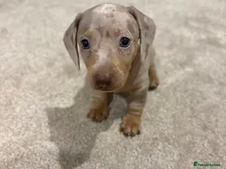 Miniature Dachshund dogs X2 Minature Dachsunds KC REGISTERED - Advert 6