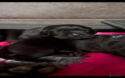 Labrador Retriever dogs for sale: Stunning KC Registered FoxRed/Black Labrador Pups  - Image 3