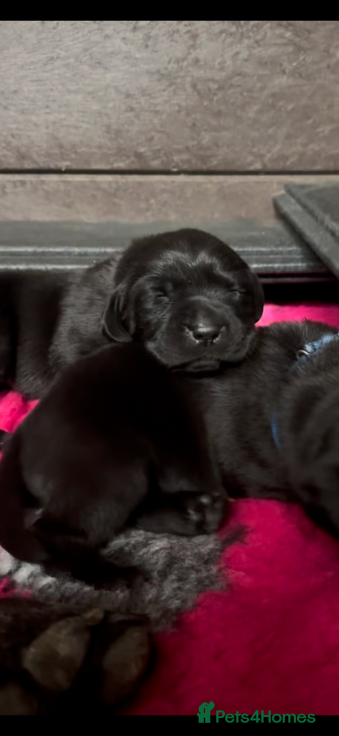 Labrador Retriever dogs for sale: Stunning KC Registered FoxRed/Black Labrador Pups  - Image 3