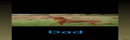Labrador Retriever dogs for sale: 🐾 FOX RED LABRADOR PUPPIES 🐾 - Advert 8
