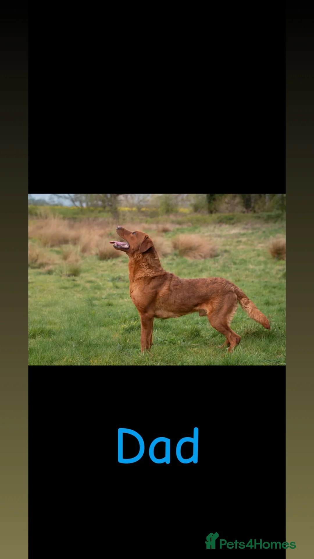 Labrador Retriever dogs for sale: 🐾 FOX RED LABRADOR PUPPIES 🐾 - Advert 8