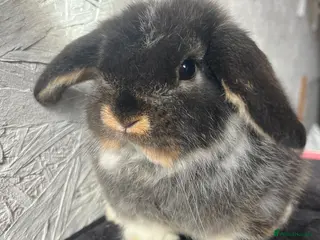 Mini Lop rabbits Pure mini lop - Advert 17