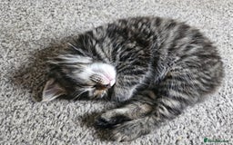 British Longhair cats for sale: British Longhair Tabby Kittens - Image 4
