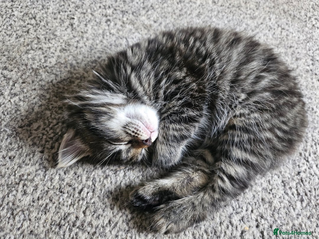 British Longhair cats for sale: British Longhair Tabby Kittens - Image 4