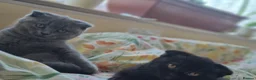 Scottish Fold cats for sale: 2 Scottish Fold girls🩷 - Advert 5