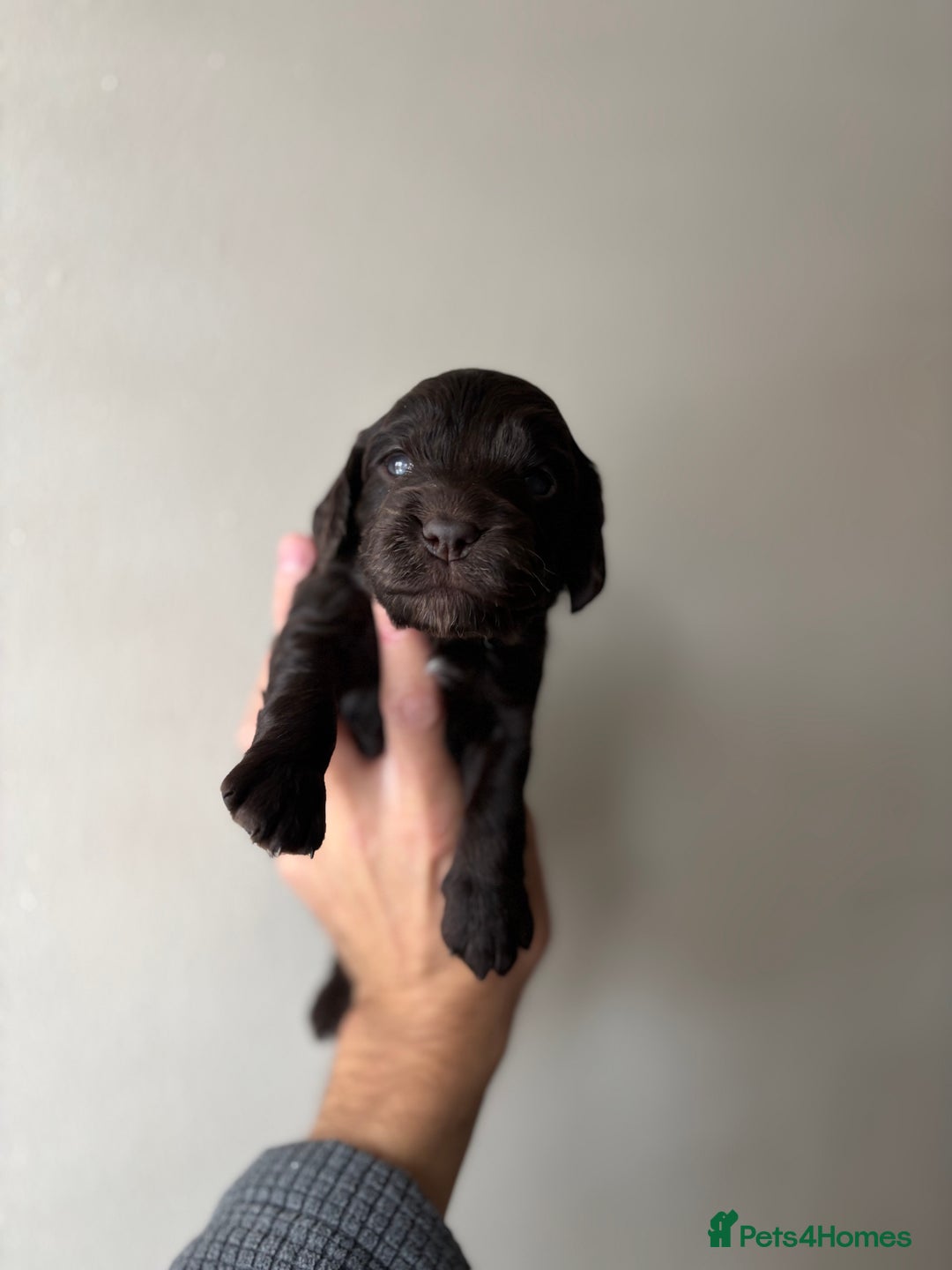 Cocker Spaniel dogs for sale: 🐾Show Cocker Spaniel 🐾  - Image 7