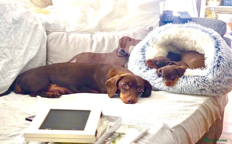 Miniature Dachshund dogs - Advert 11
