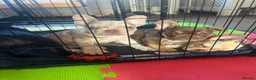 French Bulldog dogs for sale: 6 quality fluffy carrier French bulldogs - Advert 2