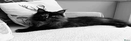 Maine Coon cats for sale: Beautiful Maine coon girl - Advert 2