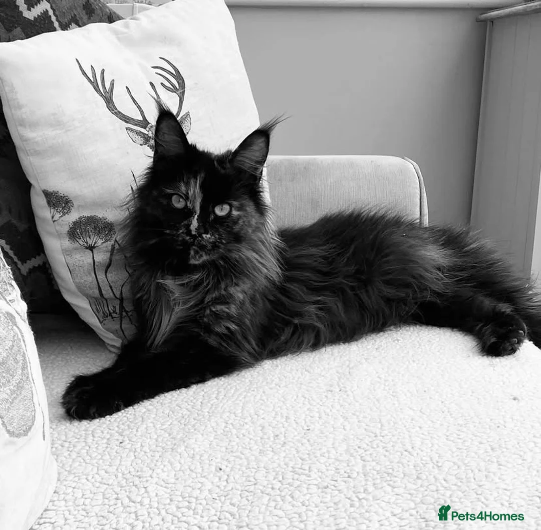 Maine Coon cats for sale: Beautiful Maine coon girl - Advert 2