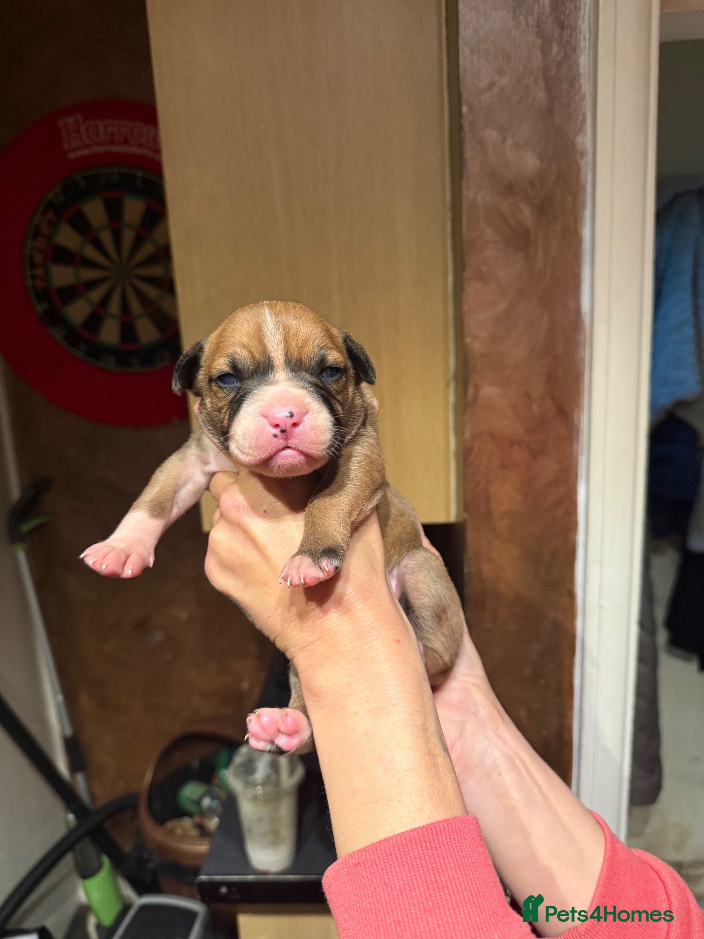 Bandog dogs American bulldog mix mastiff (Bandog) - Advert 8