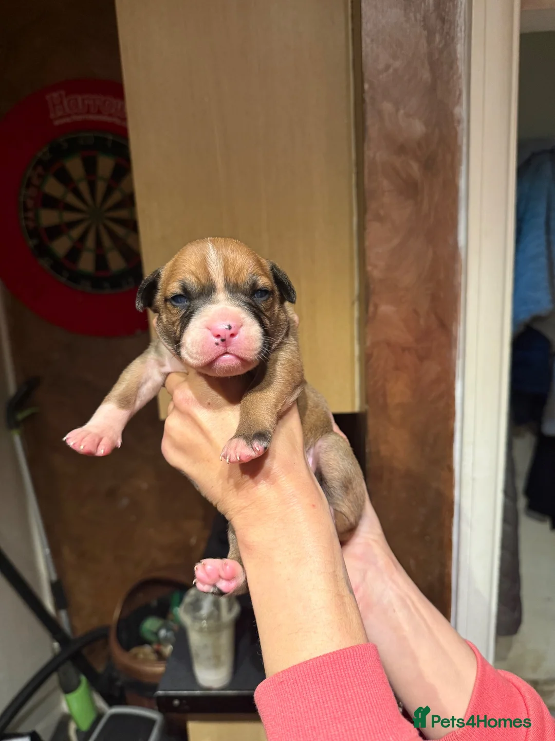 Bandog dogs for sale: American bulldog mi ** tiff (Bandog) in Blackpool - Advert 1
