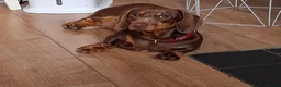 Miniature Dachshund dogs for sale: Chocolate tan Dachshund lady - Advert 3