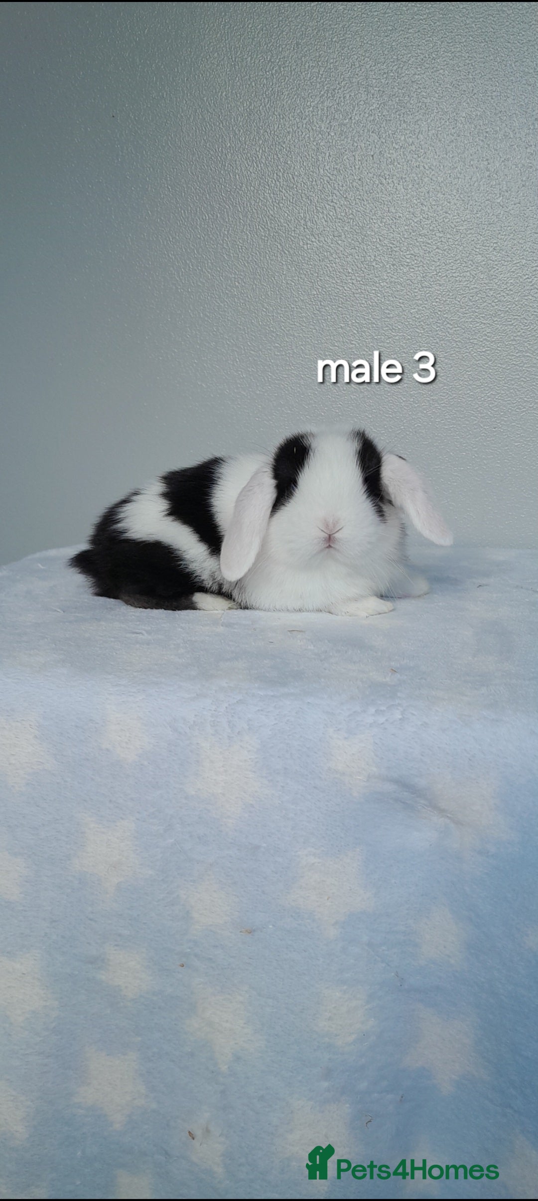 Mini Lop rabbits for sale: Gorgeous pure bred mini lops - Image 7