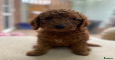 Cavapoo dogs in Nottingham - Advert 13