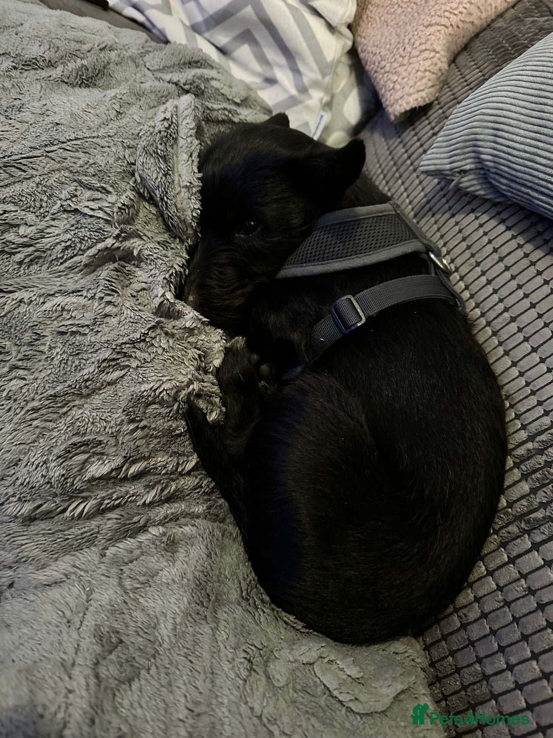 Mixed Breed dogs for adoption: 💙🐶 BUDDY 🐶💙 - Image 6