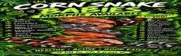 Corn Snake reptiles for sale: Various Morphed Cornsnake babies - Advert 2