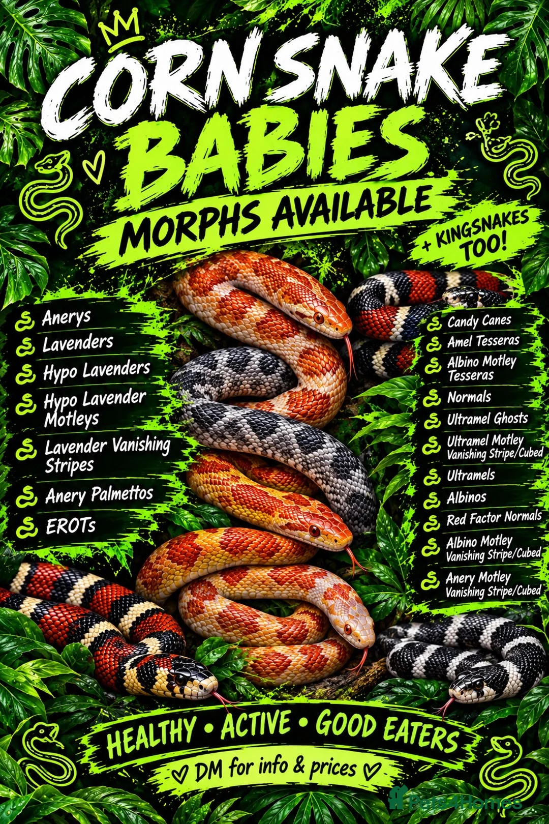 Corn Snake reptiles for sale: Various Morphed Cornsnake babies - Advert 2