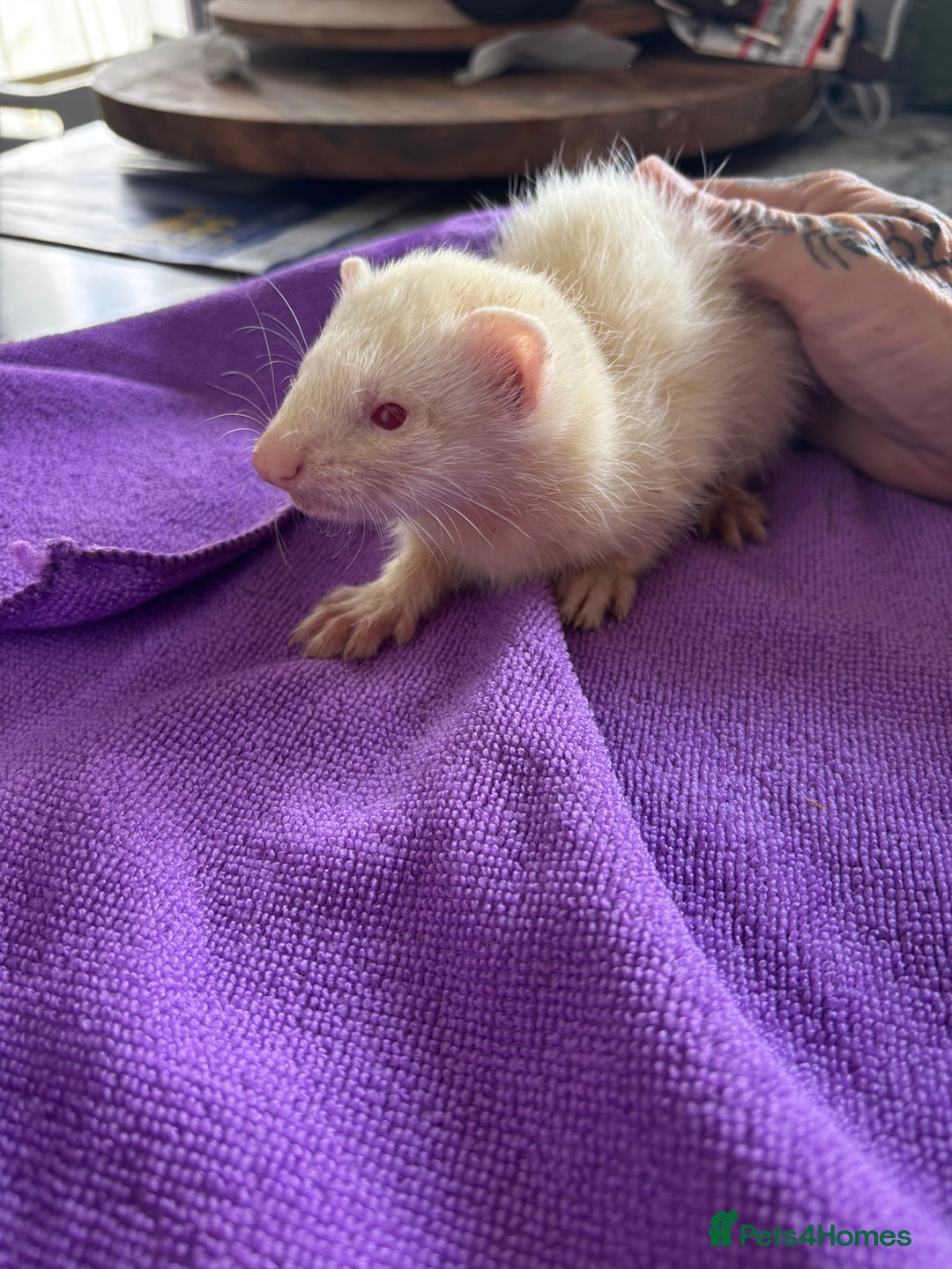 Ferret rodents for sale: Albino ferrets  - Image 4