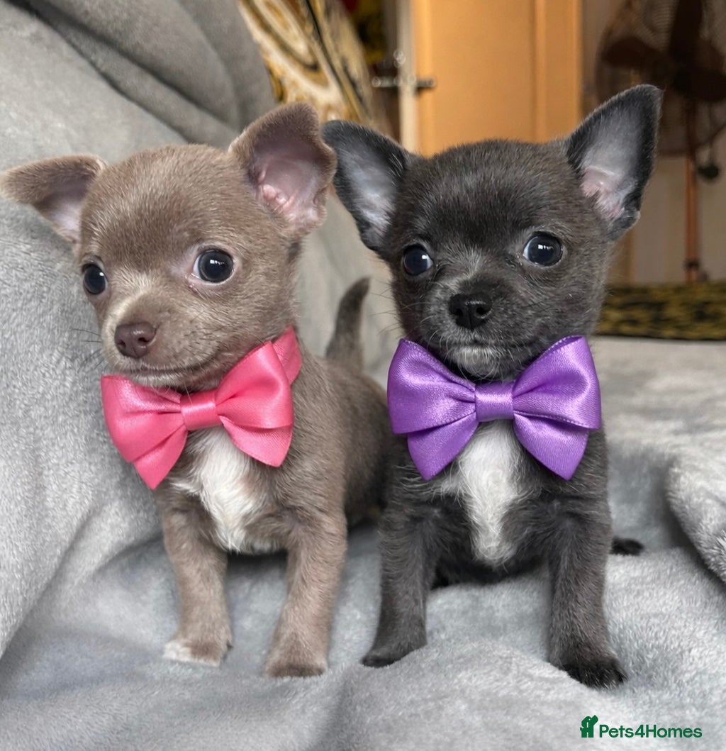 Chihuahua dogs 1 blue 1 lilac girl available KC viewings welcome - Advert 6