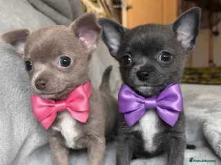 Chihuahua dogs 1 blue 1 lilac girl available KC viewings welcome - Advert 6