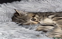 Scottish Fold cats for sale: Cute grey Scottish fold kitten - Advert 4