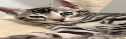 Bengal cats for sale:     🏆 Champion-Bred Silver Bengal Kitten - Advert 4