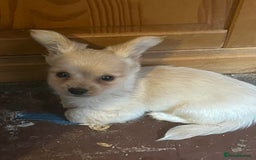 Mixed Breed dogs for sale: Puppies for sale - Image 1