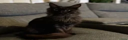 Maine Coon cats for sale: 🖤Beautiful Black Maine Coon Girl 3 Years old🖤 - Advert 7