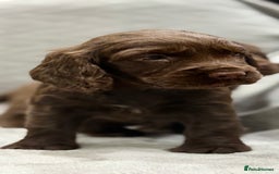 Cocker Spaniel dogs for sale: Working Cocker Spaniel - Image 9