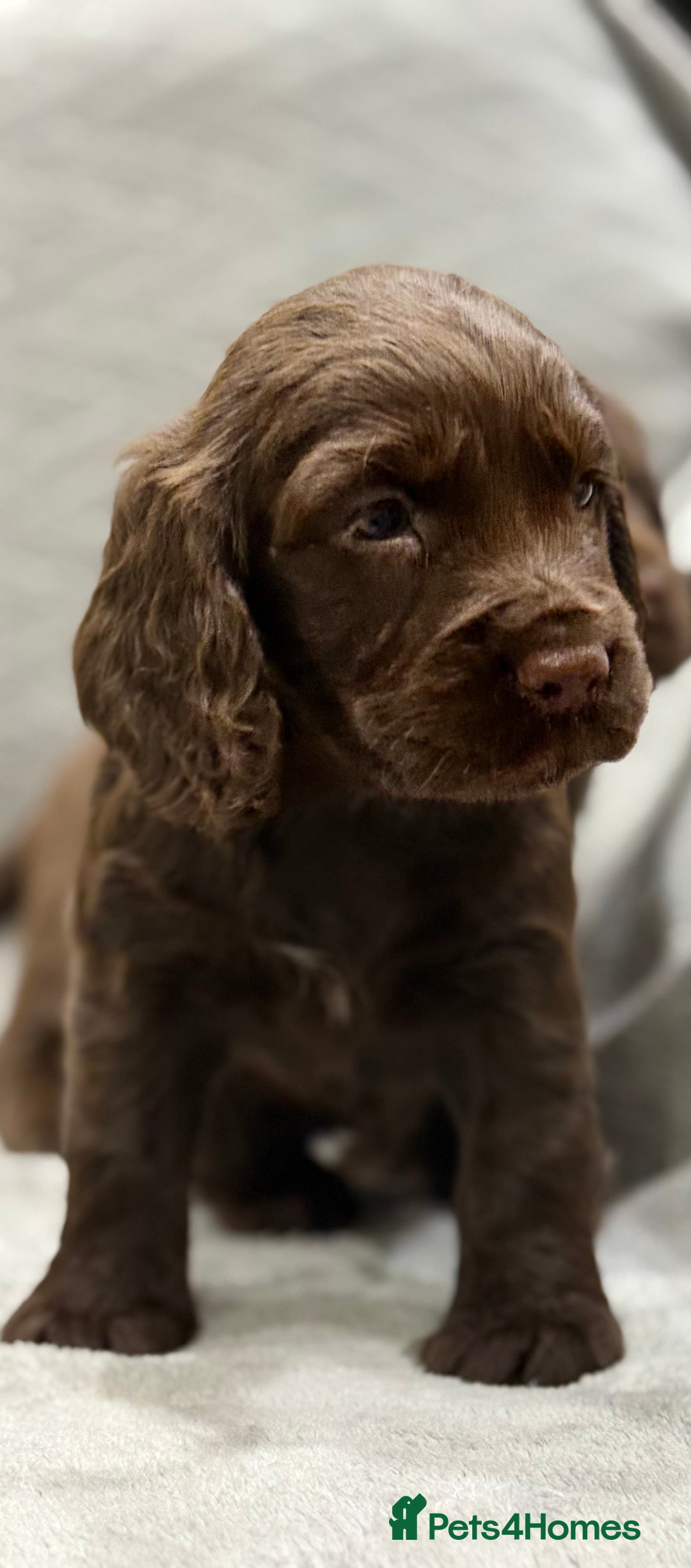 Cocker Spaniel dogs for sale: Working Cocker Spaniel - Image 9