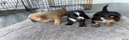 Mixed Breed dogs for sale: Jack Shih  - Advert 6