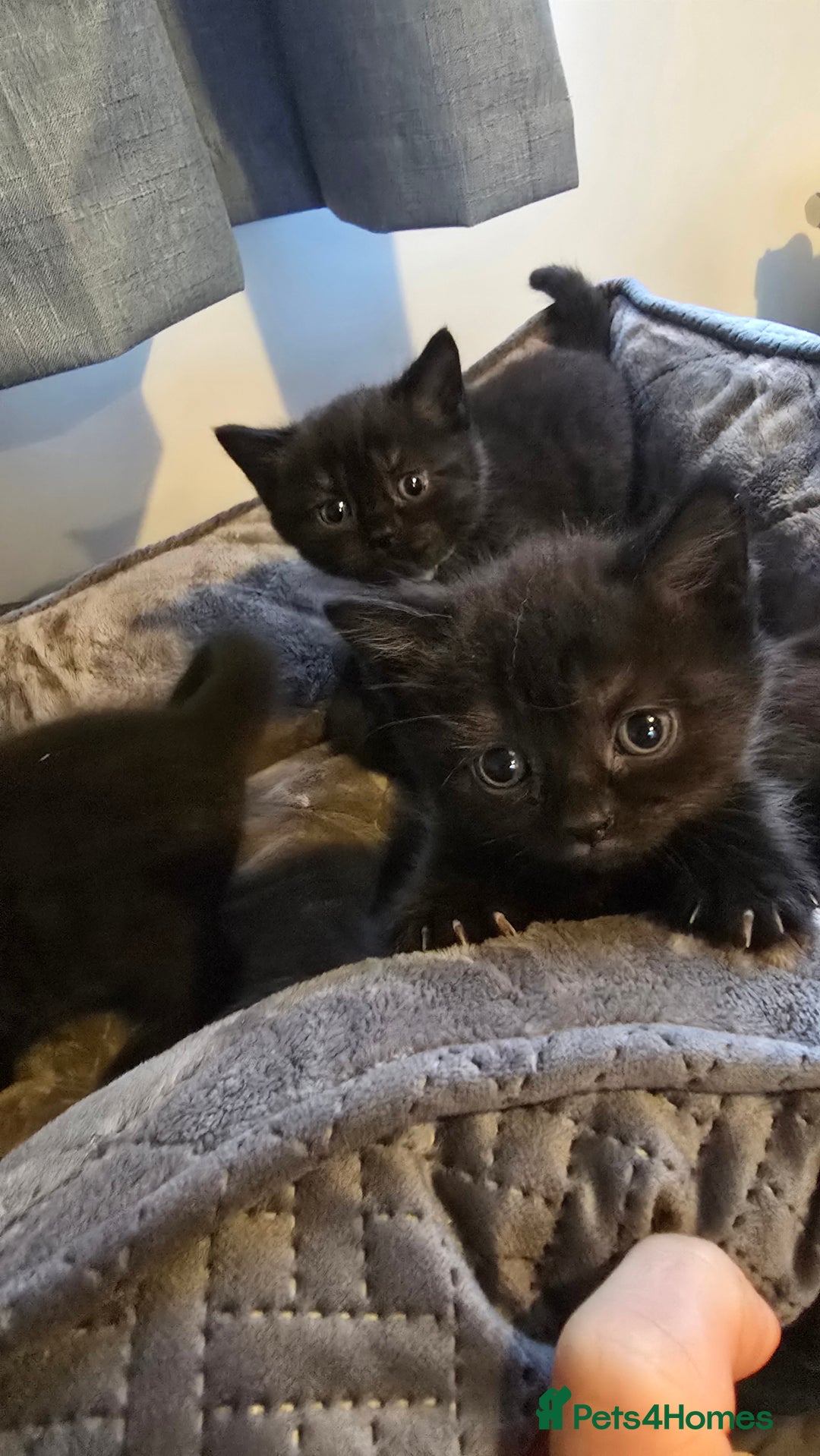 British Shorthair cats for sale: British shorthair  - Advert 10