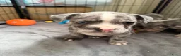 Mixed Breed dogs for sale: French bulldog x Staffordshire bull terrier Fraffy - Advert 11