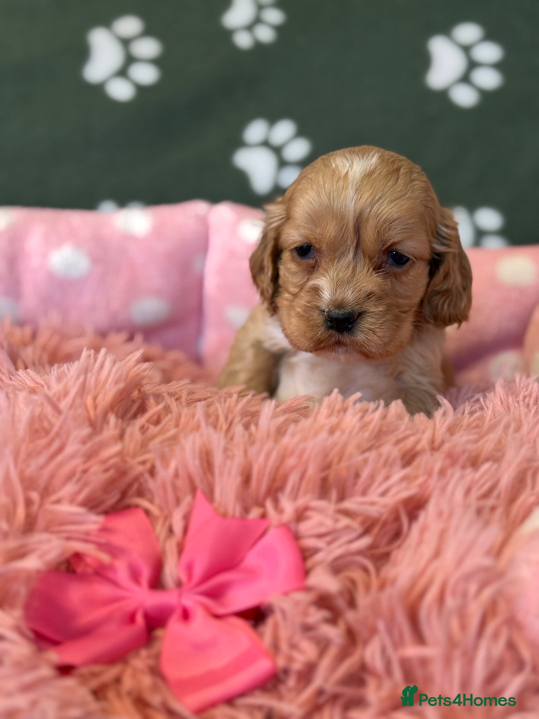 Cockapoo dogs for sale: F1 Cockapoo’s available  - Advert 7