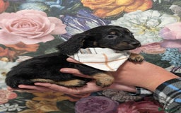 Dachshund dogs for sale: Miniature dachshund  - Image 6