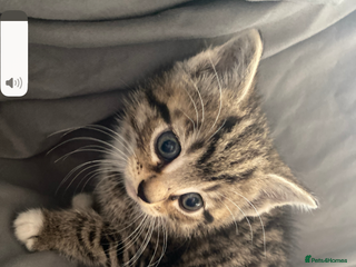 Mixed Breed cats Kittens for sale - Advert 1