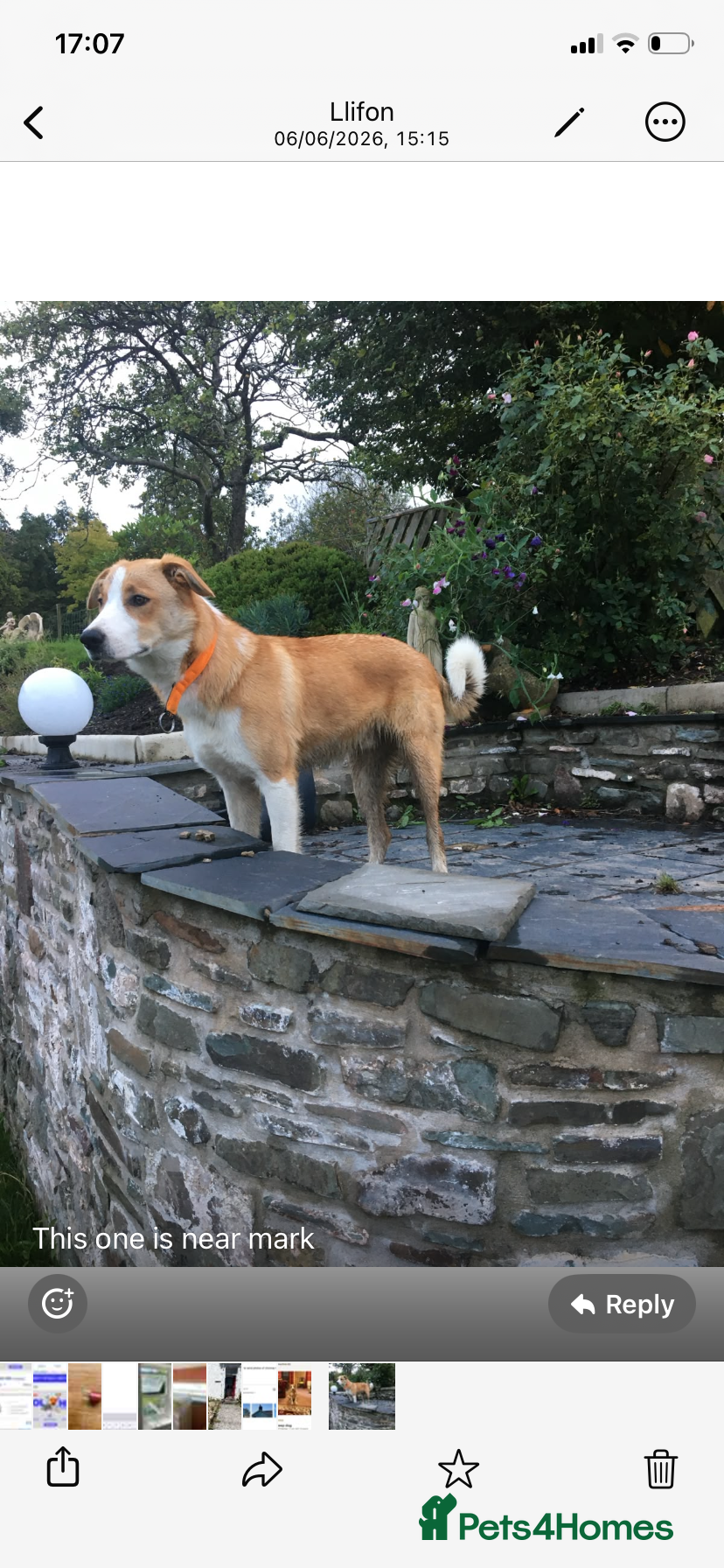 Mixed Breed dogs King Bryn  - Advert 2