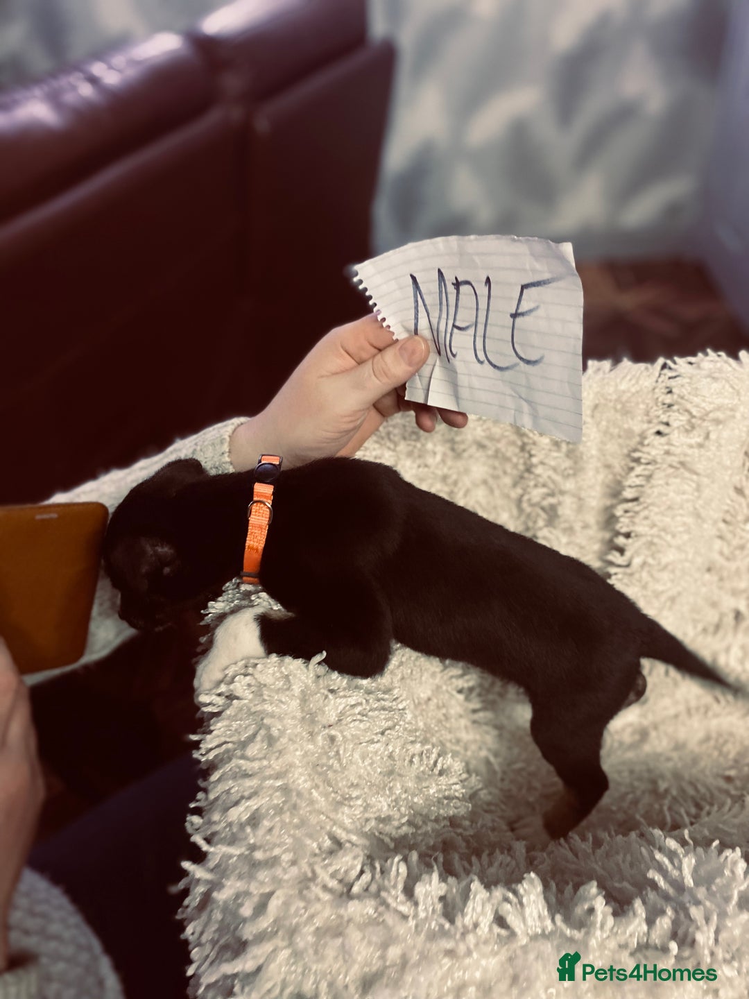 Mixed Breed dogs for sale: Collie lurcher greyhound mix - Advert 6