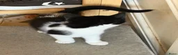 Mixed Breed cats for sale: Little princess — waiting for her special person!  - Advert 12