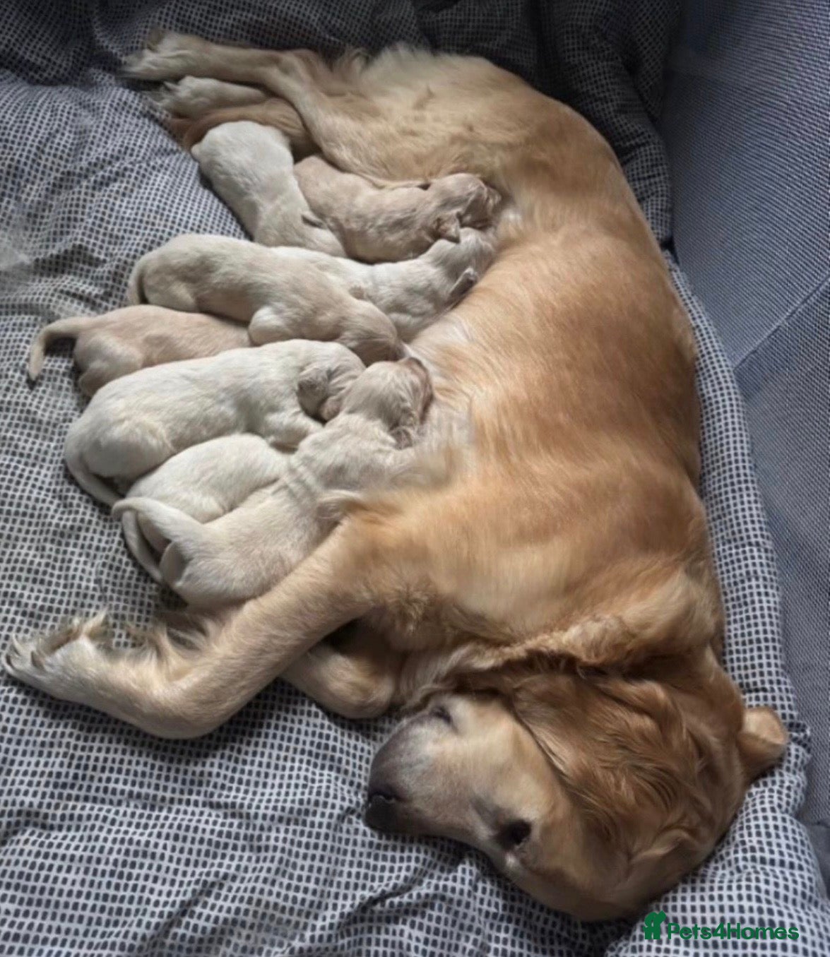 Golden Retriever dogs Golden Retriever Puppies 🌟🐾-A1 quality pups 💙! - Advert 4