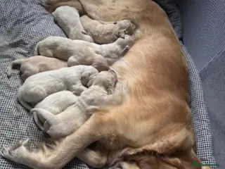 Golden Retriever dogs Golden Retriever Puppies 🌟🐾-A1 quality pups 💙! - Advert 4