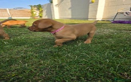 Labrador Retriever dogs for sale: KC Registered Fox Red Labrador Puppies - Image 3