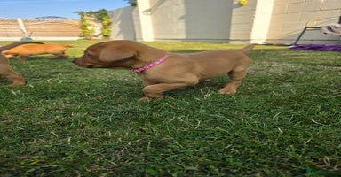 Labrador Retriever dogs - Advert 6