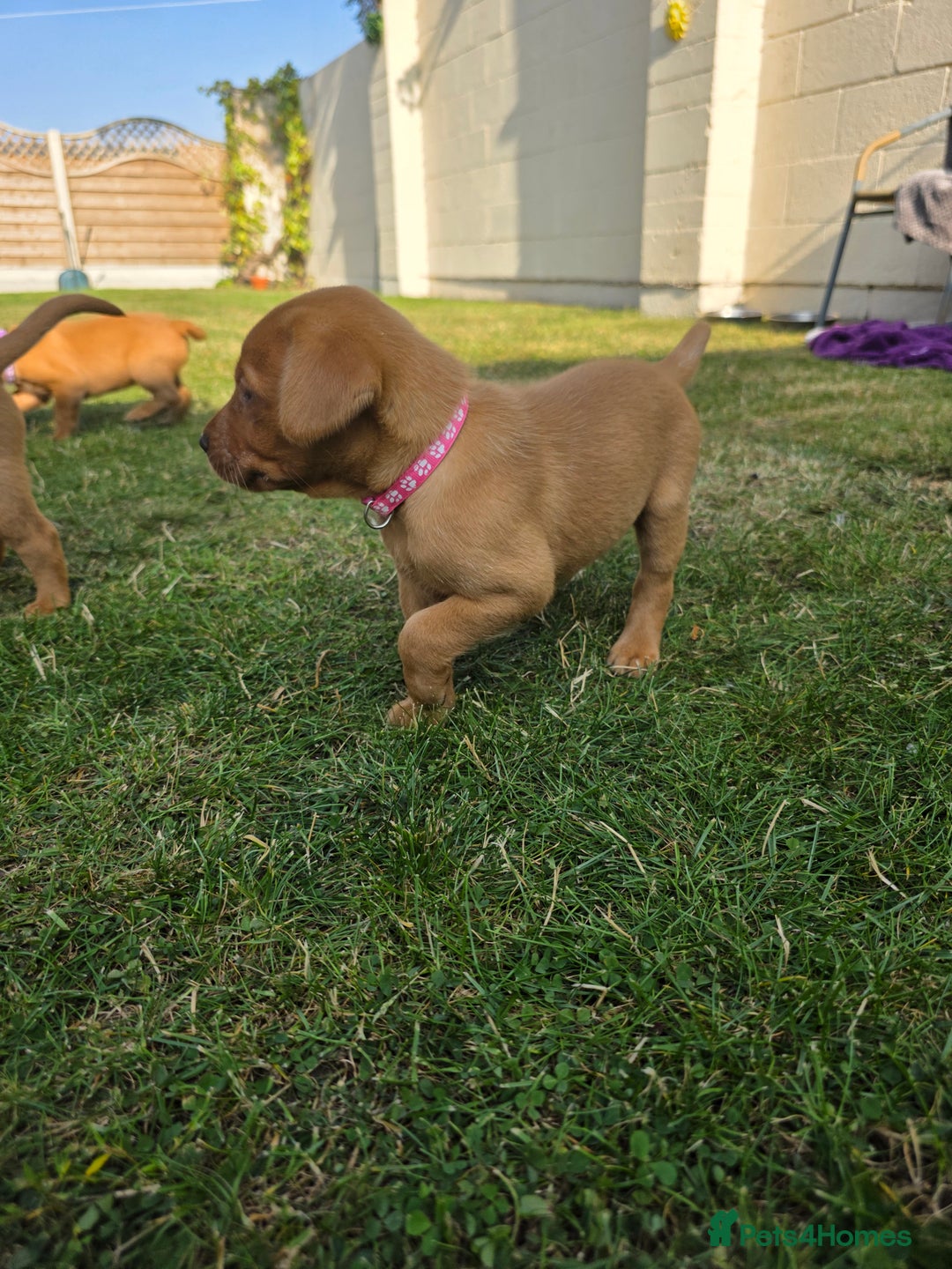 Labrador Retriever dogs for sale: KC Registered Fox Red Labrador Puppies - Image 3