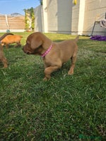 Labrador Retriever dogs - Advert 4