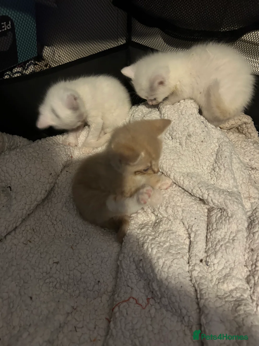 Mixed Breed cats for sale: white kittens available in Leicester - Advert 7