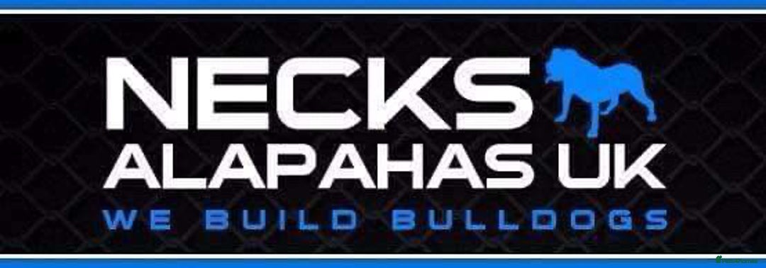 Alapaha Blue Blood Bulldog dogs for sale: ALAPAHA BLUE BLOOD BULLDOGS  - Advert 18