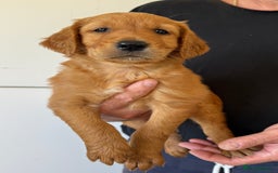 Golden Retriever dogs for sale: KC REG DARK RED GOLDEN RETRIEVER PUPPIES  - Image 2