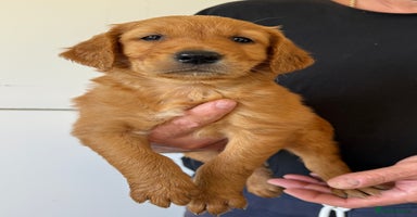 Golden Retriever dogs - Advert 5